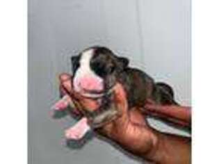 Bull Terrier Puppy for sale in Wood Dale, IL, USA