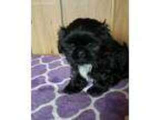 Mutt Puppy for sale in Momence, IL, USA