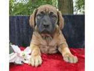 Mastiff Puppy for sale in Quarryville, PA, USA