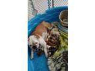 Bulldog Puppy for sale in Fort White, FL, USA
