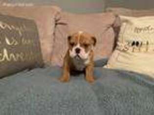 Bulldog Puppy for sale in Cartersville, GA, USA