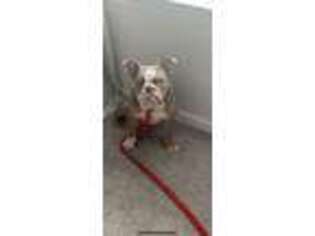 Bulldog Puppy for sale in Bridgeton, NJ, USA