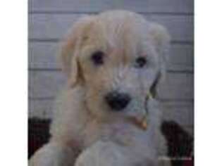 Goldendoodle Puppy for sale in Prim, AR, USA