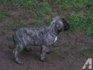 Mastiff Puppy for sale in Meridian, ID, USA