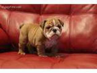 Bulldog Puppy for sale in Walnut Creek, CA, USA