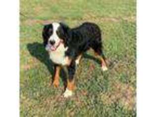 Bernese Mountain Dog Puppy for sale in Cassville, MO, USA
