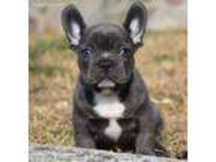 French Bulldog Puppy for sale in Bland, MO, USA