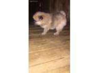 Pomeranian Puppy for sale in Opp, AL, USA
