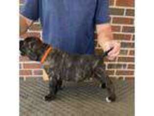Cane Corso Puppy for sale in Thomaston, GA, USA