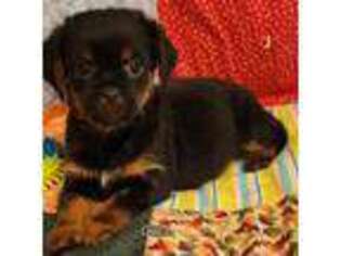 Brussels Griffon Puppy for sale in Clover, SC, USA