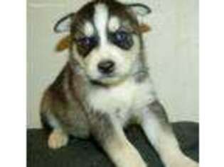 Siberian Husky Puppy for sale in Junction City, OH, USA