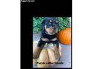 Rottweiler Puppy for sale in Winnsboro, TX, USA