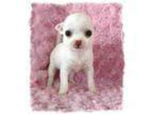 Chihuahua Puppy for sale in Hope, IN, USA