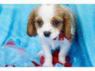 Cavalier King Charles Spaniel Puppy for sale in Summerfield, NC, USA