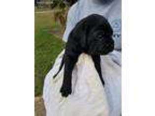 Cane Corso Puppy for sale in Albany, GA, USA