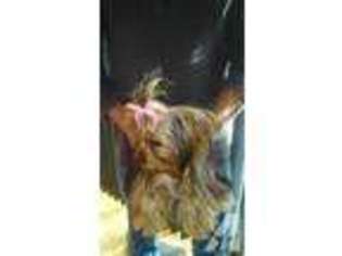 Yorkshire Terrier Puppy for sale in TUNKHANNOCK, PA, USA
