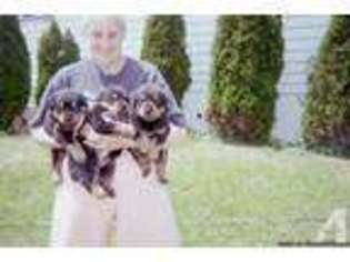 Rottweiler Puppy for sale in MARKLEYSBURG, PA, USA