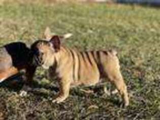 French Bulldog Puppy for sale in Collins, GA, USA