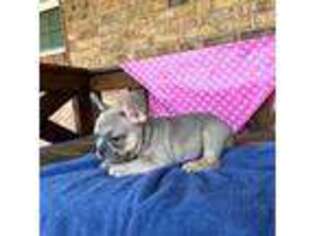 French Bulldog Puppy for sale in Stonewall, OK, USA