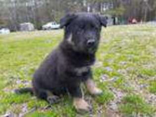 German Shepherd Dog Puppy for sale in Woodland, NC, USA