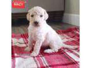 Goldendoodle Puppy for sale in Kirby, AR, USA