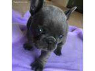 French Bulldog Puppy for sale in Belmont, MI, USA