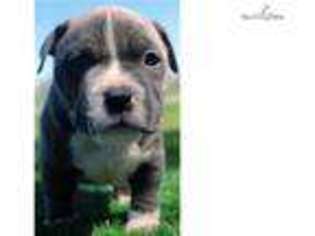 Mutt Puppy for sale in Ithaca, NY, USA