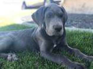 Great Dane Puppy for sale in Jerome, ID, USA
