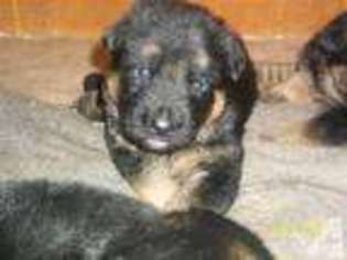 German Shepherd Dog Puppy for sale in GREENE, NY, USA