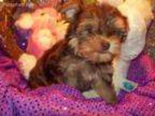 Yorkshire Terrier Puppy for sale in Zavalla, TX, USA