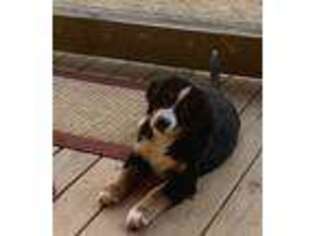 Bernese Mountain Dog Puppy for sale in Blue Ridge, GA, USA