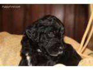 Mutt Puppy for sale in Hoosick Falls, NY, USA