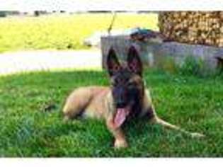 Belgian Malinois Puppy for sale in Gordonville, PA, USA