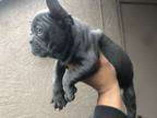 French Bulldog Puppy for sale in Castro Valley, CA, USA