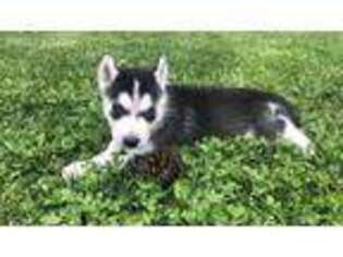 Siberian Husky Puppy for sale in Ely, MN, USA