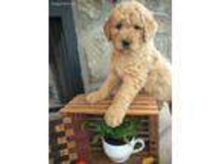 Goldendoodle Puppy for sale in Oldtown, MD, USA