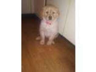 Golden Retriever Puppy for sale in Salem, MA, USA