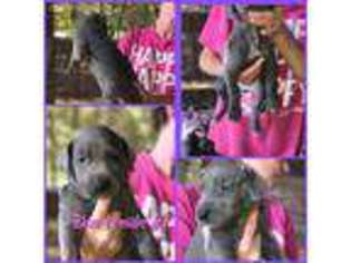 Great Dane Puppy for sale in Van Buren, MO, USA