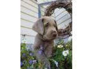 Labrador Retriever Puppy for sale in Greenwich, OH, USA