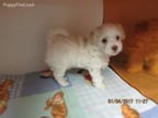 Poovanese Puppy for sale in Sparta, MI, USA