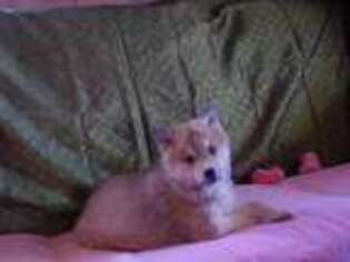 Mutt Puppy for sale in Buffalo, KY, USA