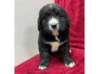 Bernese Mountain Dog Puppy for sale in Seattle, WA, USA