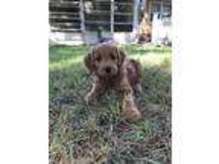 Goldendoodle Puppy for sale in Toms River, NJ, USA