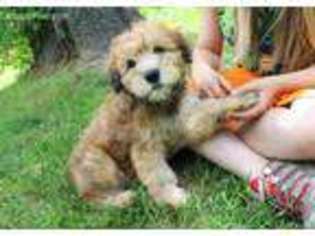Soft Coated Wheaten Terrier Puppy for sale in Lake Stevens, WA, USA