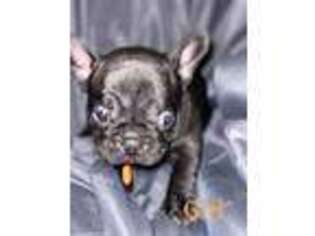 French Bulldog Puppy for sale in Indian Trail, NC, USA