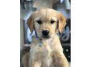 Golden Retriever Puppy for sale in Bloomfield, MO, USA