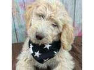Labradoodle Puppy for sale in Peyton, CO, USA