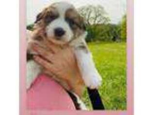 Bernese Mountain Dog Puppy for sale in Masontown, WV, USA