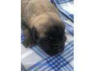 Mastiff Puppy for sale in Clarksville, TN, USA