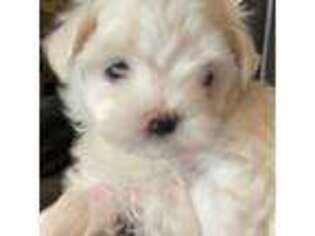 Maltese Puppy for sale in Barberton, OH, USA